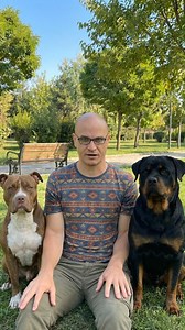 ROTTWEILER VS PITBULL #rottweiler #pitbull #dog #dogs #vs #animal #animals #animalsdocumentary #documentary | Haka Discovery Animals