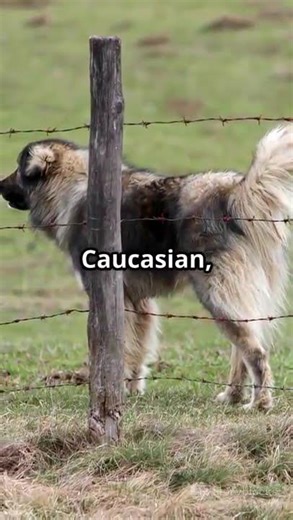 Why Shepherd Dogs Are So Special 🐕✨