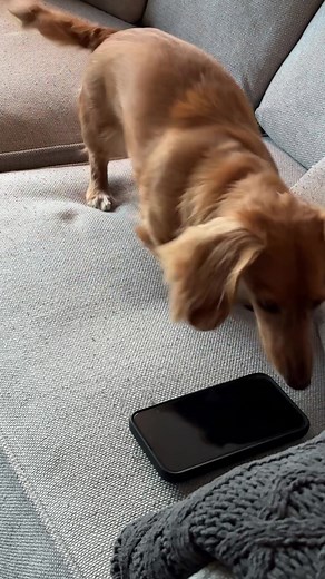 Convenient Pet Food Delivery Service | The Nosh Project