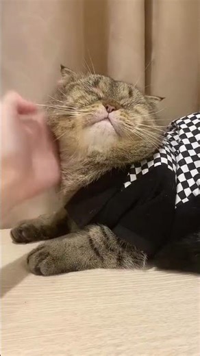 | gaumapchamchi - Bear Not The Chubby Cat