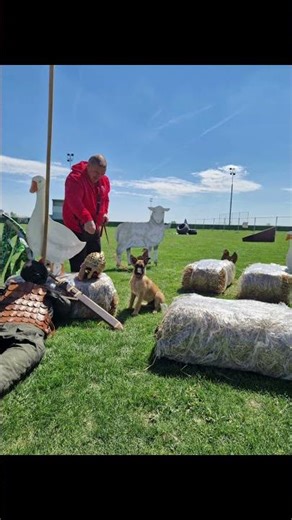 Joni at Mondioring tournament part 2 #malinois
