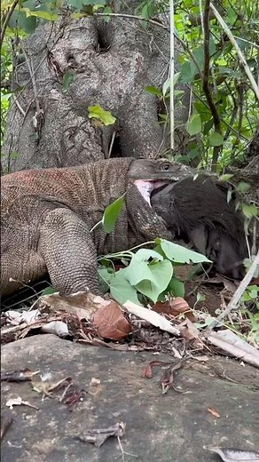 Komodo have a habit of forcibly vomiting their prey.