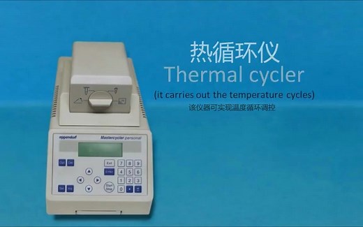 PCR原理详解（看完必会）