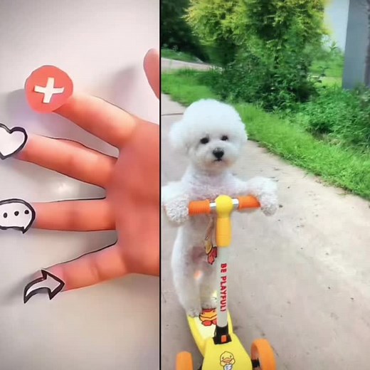 Adorable Puppy Riding a Scooter!