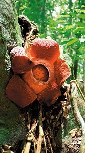 24K views · 74 reactions | What Is Corpse Flower #reels #facts #short | Factsholic | Facebook