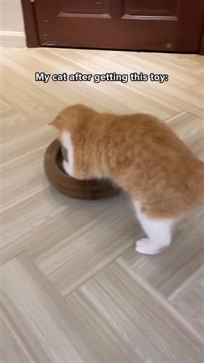 11K views · 533 reactions | Get this Cat Ball Toy to keep your cat busy all day  | Cuddles & Meow | Facebook