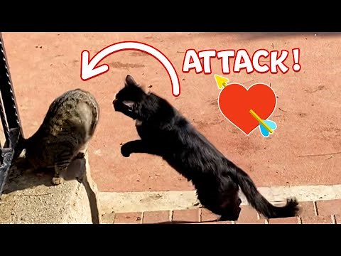 Male Cat Attacks Female To Mate! ( stray cats in the park )