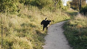 The dog stopped at the edge of the path and pees looking at the camera. Funniest moment.