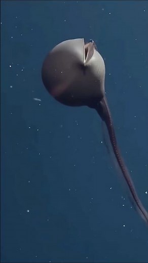 The Weird Animal ।। Pelican Eel 😮