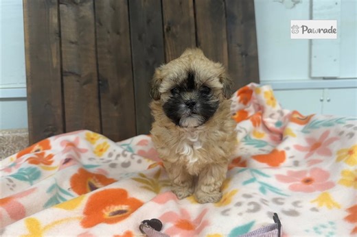 Ophelia - Shih-Poo Puppy E78DF5