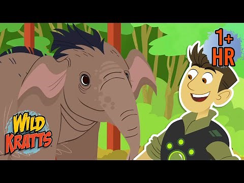 Rescuing Endangered Species | Creature Rescues | Wild Kratts