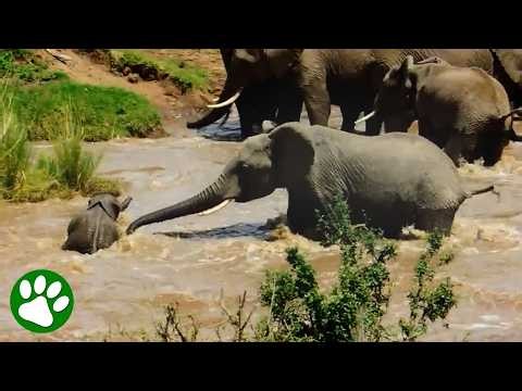 Mama Elephant Can't Save Her Baby Alone 🥺
