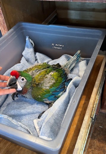 Shamrock Macaw: Baby Hybrid Bird Care Tips