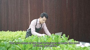Best Techniques for Urban Gardening