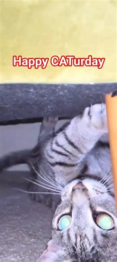 Happy CATurday!! My cat is possessed with the Saturday Zommies! #caturday #excorcist