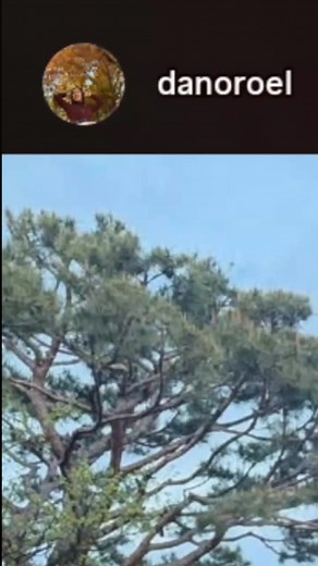 EHOOL Gising napo Sila opo 🤭@Oppa's GIRL🇰🇷🇵🇭🐺🦁💫 @⭐️Lion🦁🍆 #fypシ゚ #fypシ゚viral #fyp #tiktoklive #ehool