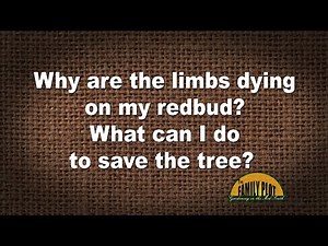 Q&A – Why are the limbs dying on my redbud?