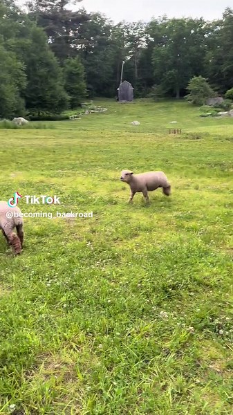 Dale just bouncing around #lambs #fyp #sheep #babydoll #babydollsheepoftiktok #sheepoftiktok #babydollsheep