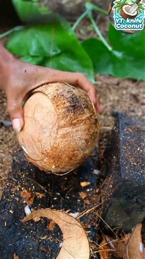 Amazing skill! Opening a coconut from its shell