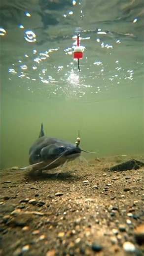 🎣 CRAZY Fish BITE! 😱 You Won't Believe What Happened! 🐟🤯