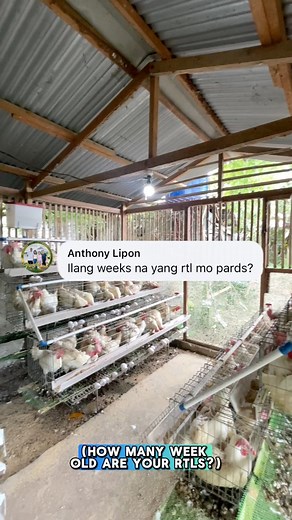 Age of each batch of our 240 heads layer chicken #poultryfarming #RTLchicken | Dodong King