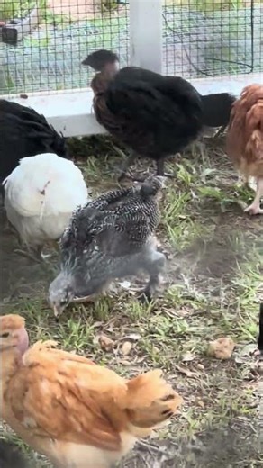 Mystery chick is six weeks old now. We think she may be an Easter egger.