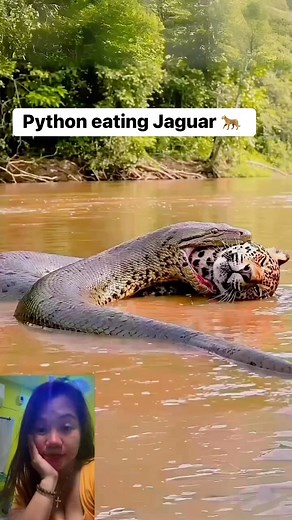 Python Vs jaguar 😱 #highlightsシ゚#highlighteveryone #everyonefollowers #Python #jaguar #fyp #viralpost #highlights2025 #everyoneシ゚ | Lovely S. Roxas