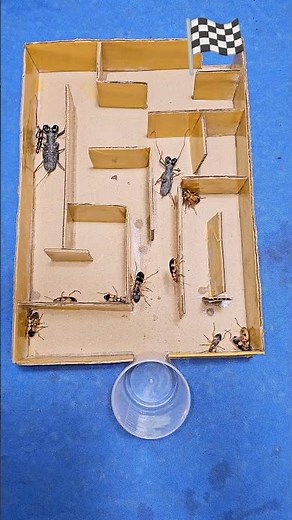 Longhorn Beetle vs Scorpion vs Bombardier Beetle in the Maze