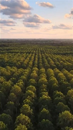 Natural Rubber Tapping. #RubberTapping #HeveaBrasiliensis #LatexHarvest #PlantationLife 🌱