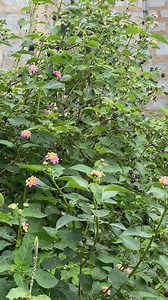 362K views · 6.2K reactions | Dementia,Asthma Or Sharp Memory | Uses Of Herbal Medicines | Facebook