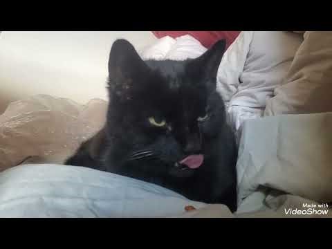 Miaowning kiss on Sunday - by Snoop/Samiah