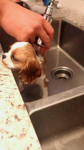Adorable Cavalier King Charles Spaniel Puppy's First Bath