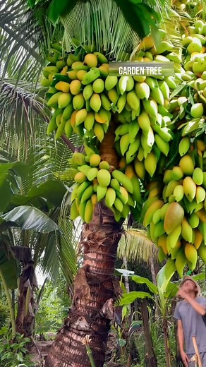 Coconut fruit Mango How to Growing mango in coconuts To get more fruit #shorts #coconut #mango #gardening #bhfyp #nutrition #fruitlover #fruits #fitness #fruitgarden #shortsfeed #instagram #tree #fruittree #fruittrees #grafting #reelsvideo #shortsreels #shortsviral #garden #shortsvideo #satisfying #fruit #shots #reelsfb #fruitsalad #freshfruit #agriculture #trees | Garden Tree
