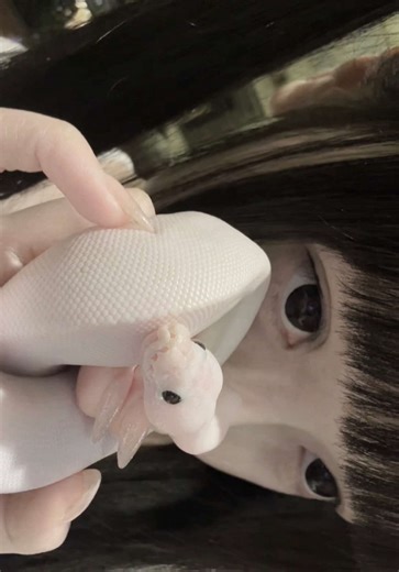 mao mao si paling loading ceunah #ballpython #ularsanca #ular #snake #sunda