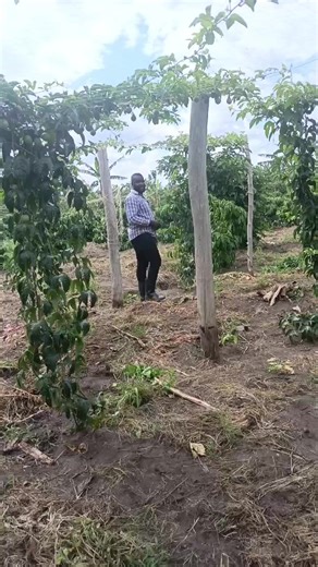 BUGEMBE SULA (@bugembesula)’s videos with original sound - Suzannah Uganda