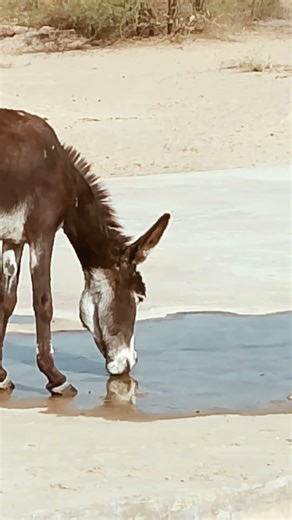 Funny Donkey Drinking Water 🐴💧 | Cute & Relaxing Animal Moment