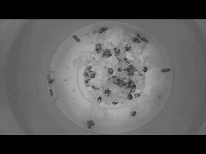 24 hours inside a bumblebee nest