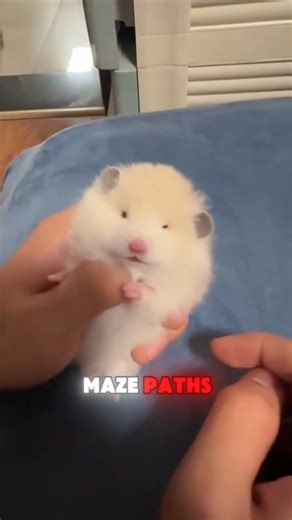 This Hamster Has Secret Abilities You Never Knew 🤯🐹 #shorts #hamsterkombat #trending #cute