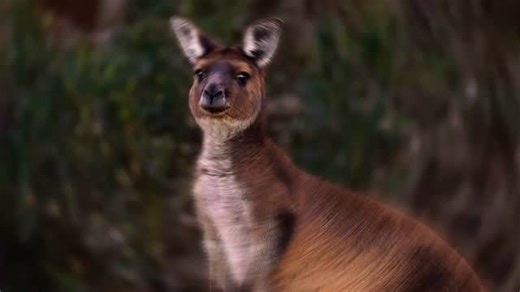 This beautiful place we get to call home - Kangaroo Island 🤍 Wildlife, coastlines and local produce are just a few things that make this island so special and we want to show you it all! Our local guides are here to do just that. Kick back and enjoy everything that Kangaroo Island has to offer, we will do the rest! 📸 @rogersvanbuuren — #australia #southaustralia #beach #kangaroo #kangarooisland | Kangaroo Island Scenic, Nature, Wildlife and Food & Wine Tours