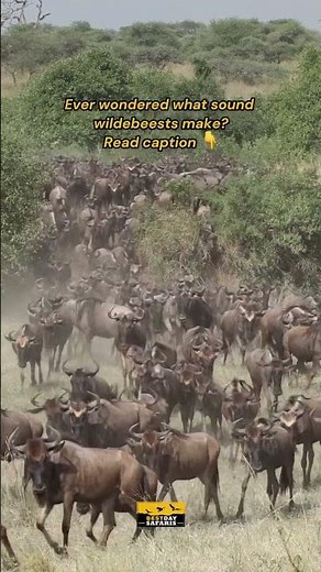 What Does a Wildebeest Sound Like? 🐃 Hear the Gnu Call!