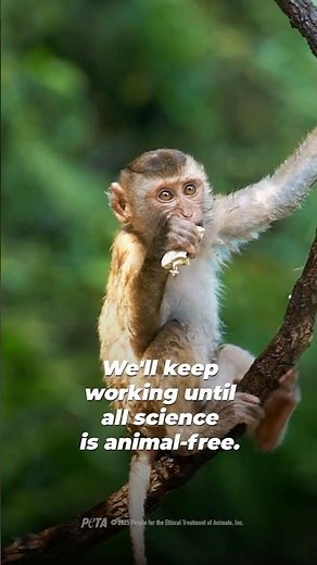 Thank you @NIHgov: A big step toward animal-free research 🧪🐾