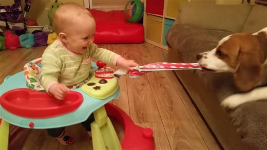 Beagle and baby battle it out in a game of tug-of-war