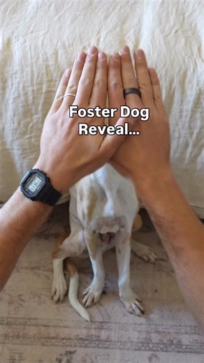 Please welcome our newest foster dog! 💛 He’s a Bahamian “Potcake” — that’s what they call the stray dogs in the Caribbean and the Bahamas. His shelter name is Kai, but we need YOUR HELP giving him a real/proper name. Please drop your best ideas in the comments below! 👇 We met Kai on our latest rescue trip with @bluepearlcares at the @bahamashumanesociety in Nassau. He and his litter mates were put in a box and left at the shelter. So he’s grown up in a tough overcrowded shelter environment. He