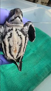 A rehabilitation adoption is a fun way to support the critical care for sea turtles at #turtle