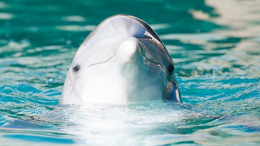 Dolphins are dying at Dolphinaris Arizona. Here's what experts have to say