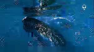 244K views · 1K shares | From wide open skies to vast expanses of sea, Australia’s many shades of blue are simply irresistible  | Australia.com | Facebook