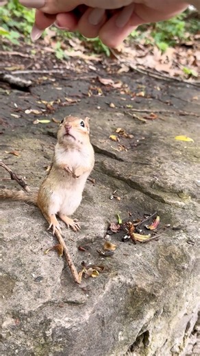 28K views · 573 reactions | Chipmunk Puppet Master 彩 #funny #humor #comedy #magic #animals #chipmunk #nature #charlie #wildlife #wilderness #wow #reels #funnyreels | Charlie The Chipmunk | Facebook