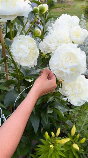 638K views · 14K reactions | Let’s listen to these beautiful peonies! 懶 The device I used in this video is called PlantWave. This innovative device translates the electrical signals from plants and mushrooms into beautiful, harmonious sounds, allowing us to experience nature in a new way. #plantwave #plantmusic #peonies #peony #pollinators #flowergarden #gardeninspiration | Learn To Grow | Facebook