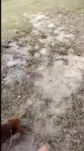 54K views · 2.8K reactions | Honey Bee’s  first day at training school. The Academy for Canine Behavior and Training #3southerncatsandmomma #dog #funnyvideo #cat #comedyvideo | Kristi W Cates | Facebook