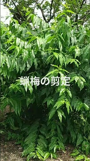 蝋梅の剪定 #剪定 #強剪定